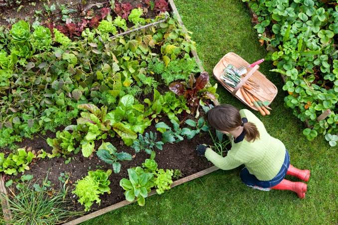 Home-Garden